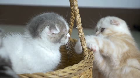 Slow motion of funny tabby kittens breed Scottish Fold playing in the basket