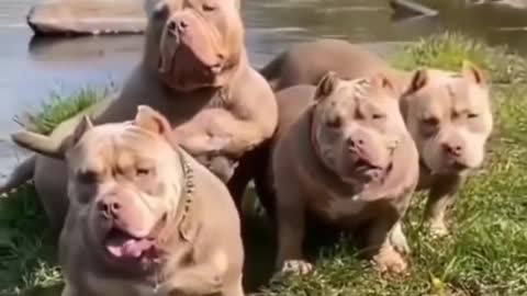 Pitbull cute dog video