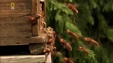 National Geographic - Army Ants - Wildlife Documentary