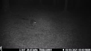 Great shot of Raccoon looking around, 3-3-21