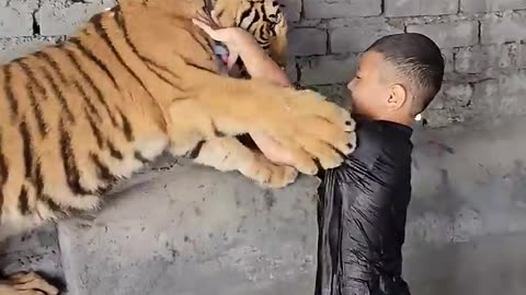 Naughty kid playing with jungle 🐯 tiger in this pool #shorts #viralvideo #rumbleshort