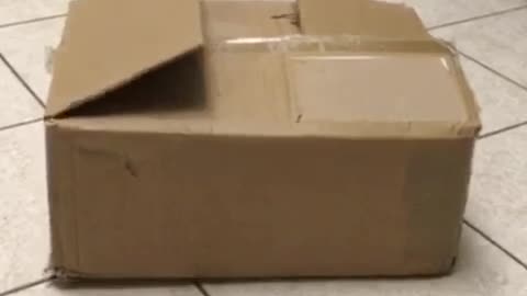 CORGI PUPPY POPS OUT OF BOX | SURPRISE!