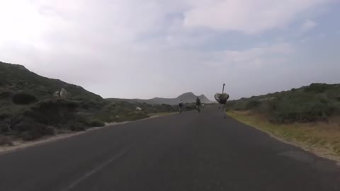 Cyclist chased by an Ostrich along the Road