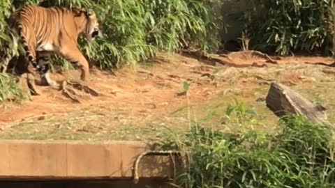 Watch the moment the tiger appears