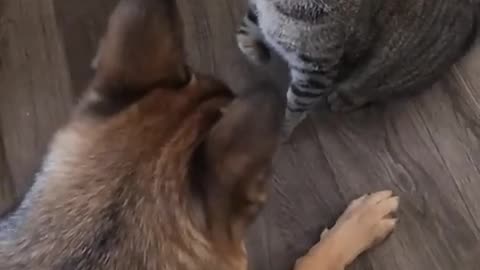 Cat and dog food fighting