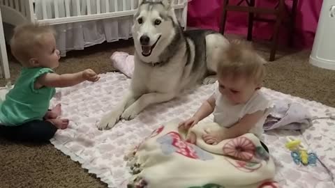 Huskey playing with babies 🐶🐶🐶