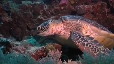 Beautiful sea turtles