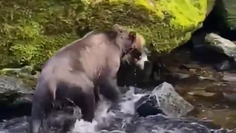 How grizzly bear catches salmon???