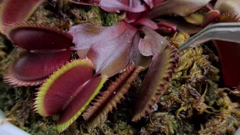 Venus Flytrap Red Piranha Feeding Time