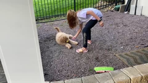 Goldendoodle at play