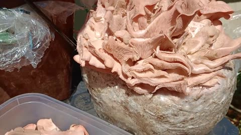 #harvest, pink oyster , #mushrooms,