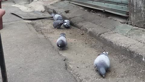 Lunch time for the pigeons.