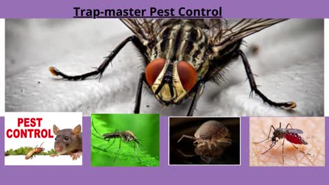 Pest Control In Macomb County