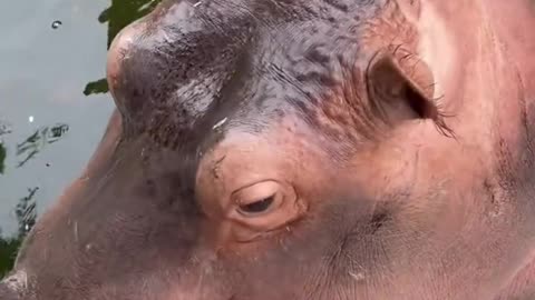 Hippo family, go out to eat watermelon