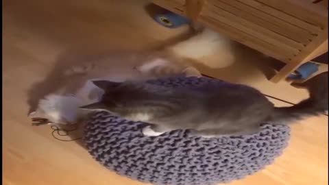 Kittens like to go around in circles too
