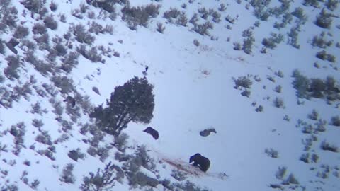 Wolf Pack Surrounds a Grizzly Bear