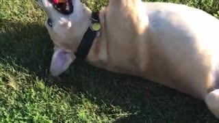 Brown dog laying on grass playing with yellow and red toy