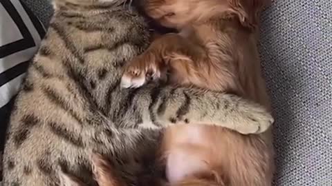 Dog And Cats Can be A good Friends