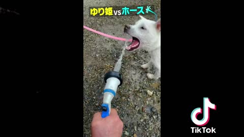 🇯🇵🗾Funny Japanese Dog 😻 Tik Tok Video 2021 1