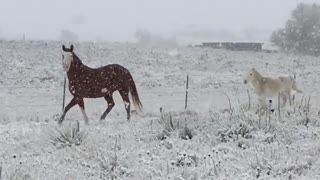 Horses Enjoying the First Snow Fall of the Year