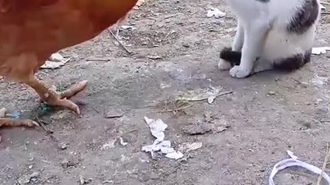 Funny video with animals