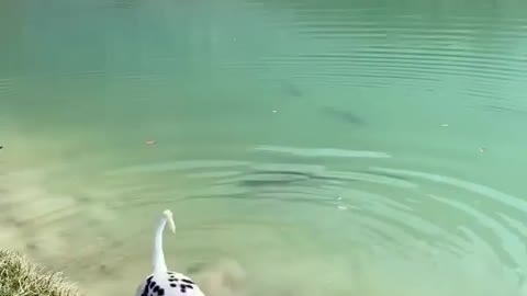 Dalmatian meets fish So much beauty in one video