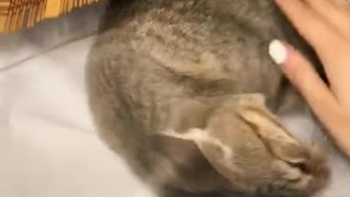 Cat Plays Under the Plastic