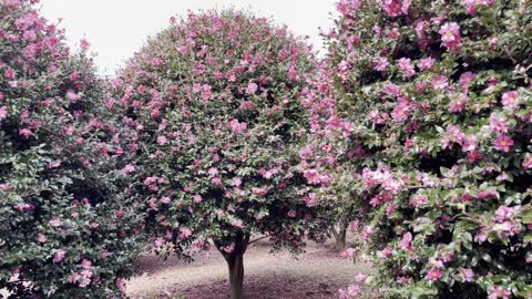 Camellia of Jeju Island