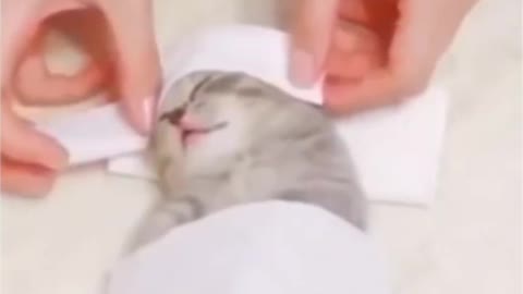 Cute kitten head massage ;)