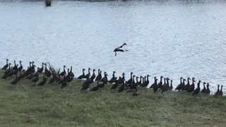 Hear the Black-Bellied Whistling Ducks - Sweetwater Wetlands Park