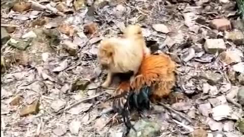 Dog VS Chicken fights funny videos