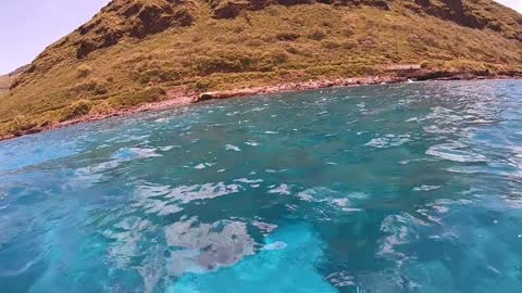 Encounter Dolphins Group Fun Time Swim Near Hawaii island