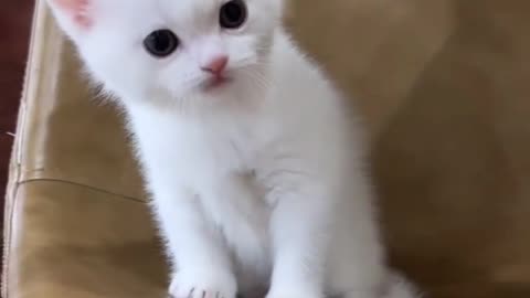 Very cute cat 😍😘😇❤️❤️