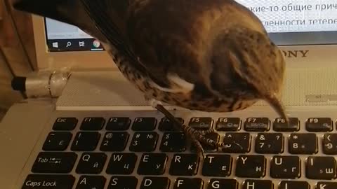 Thrush helps dad to work)))