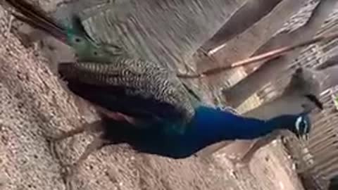 The king of peacocks