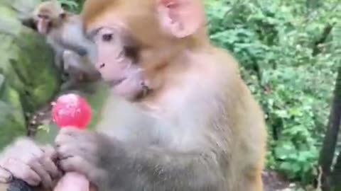 monkeys acting like humans baby by feeding lollipop