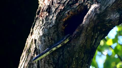 Gray Rat Snake Yawning