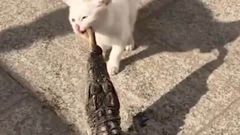 Cat wants to eat fish