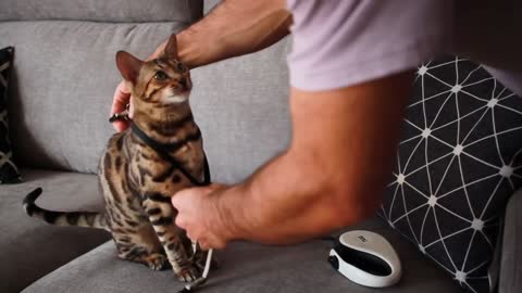 How to train your Cat with 5 simple tricks