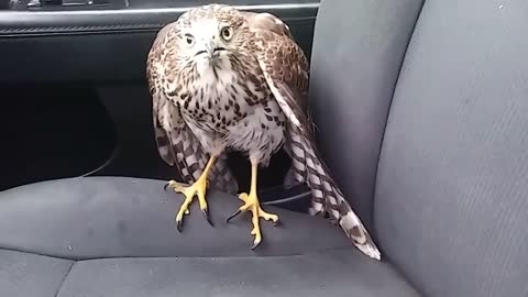 A Hawk is seeking refuge in my taxi from Hurricane Harvey