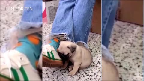 Dog surprised the parent by mischief