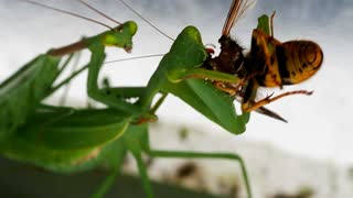 Praying Mantis Eating a Wasp While Being Shagged