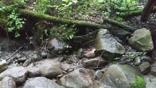 Foraging morels mushrooms