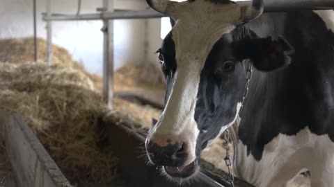 Cow in the stall. Domestic animal with a tag. Breeding livestock for selling meat