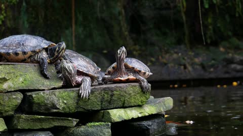 4 little turtles