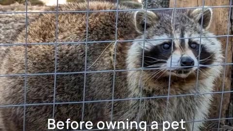 of 9) Legal Requirements For Owning A Pet Raccoon 9 Ways #shorts #funnyanimals #raccoon_2
