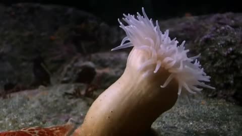 Anemone swims to escape attacking Seastar