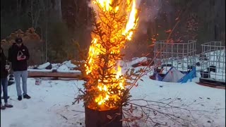 Burning the dead pine tree