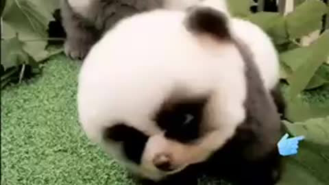 Baby Panda Dog