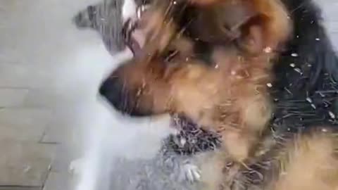 Short moment got in camera/ Dog & Cat play with water pipe